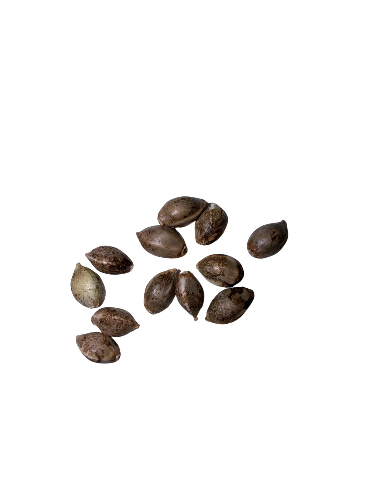 Blueberry Shortcake - Single Feminized Seed | Seeds at Sundays Clone Bar and Dispensary