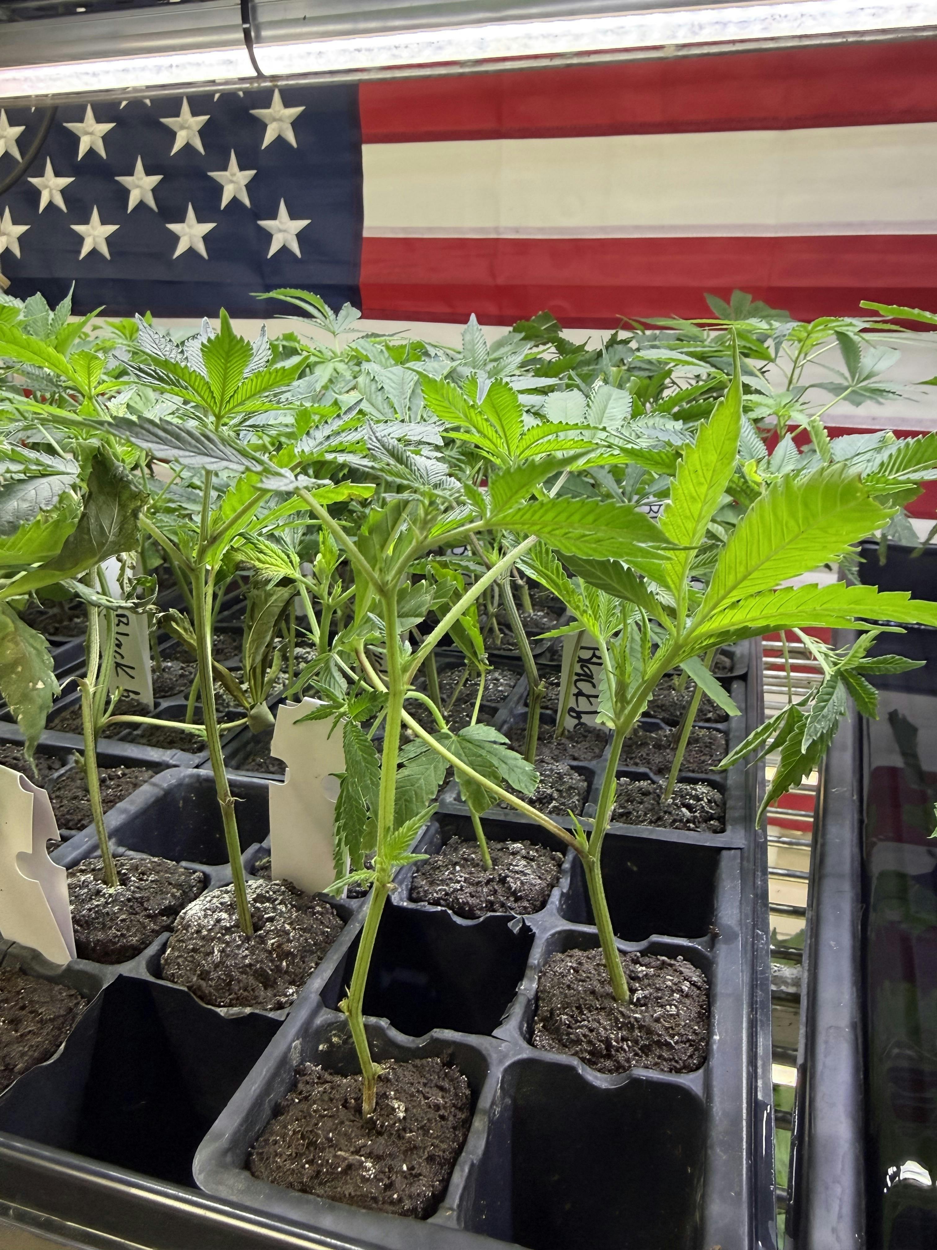 Feminized and Rooted Clones