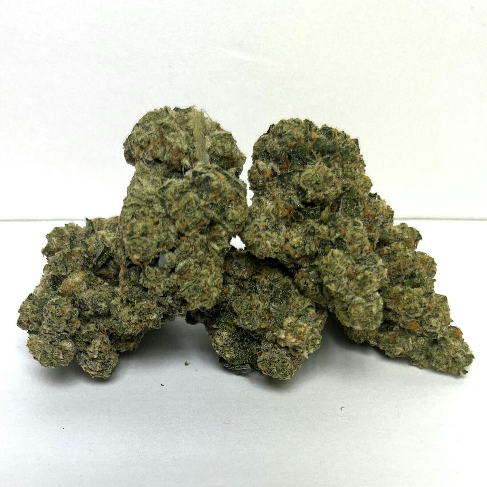 Hummingbird | Premier Shelf Flower | (H) Horchata