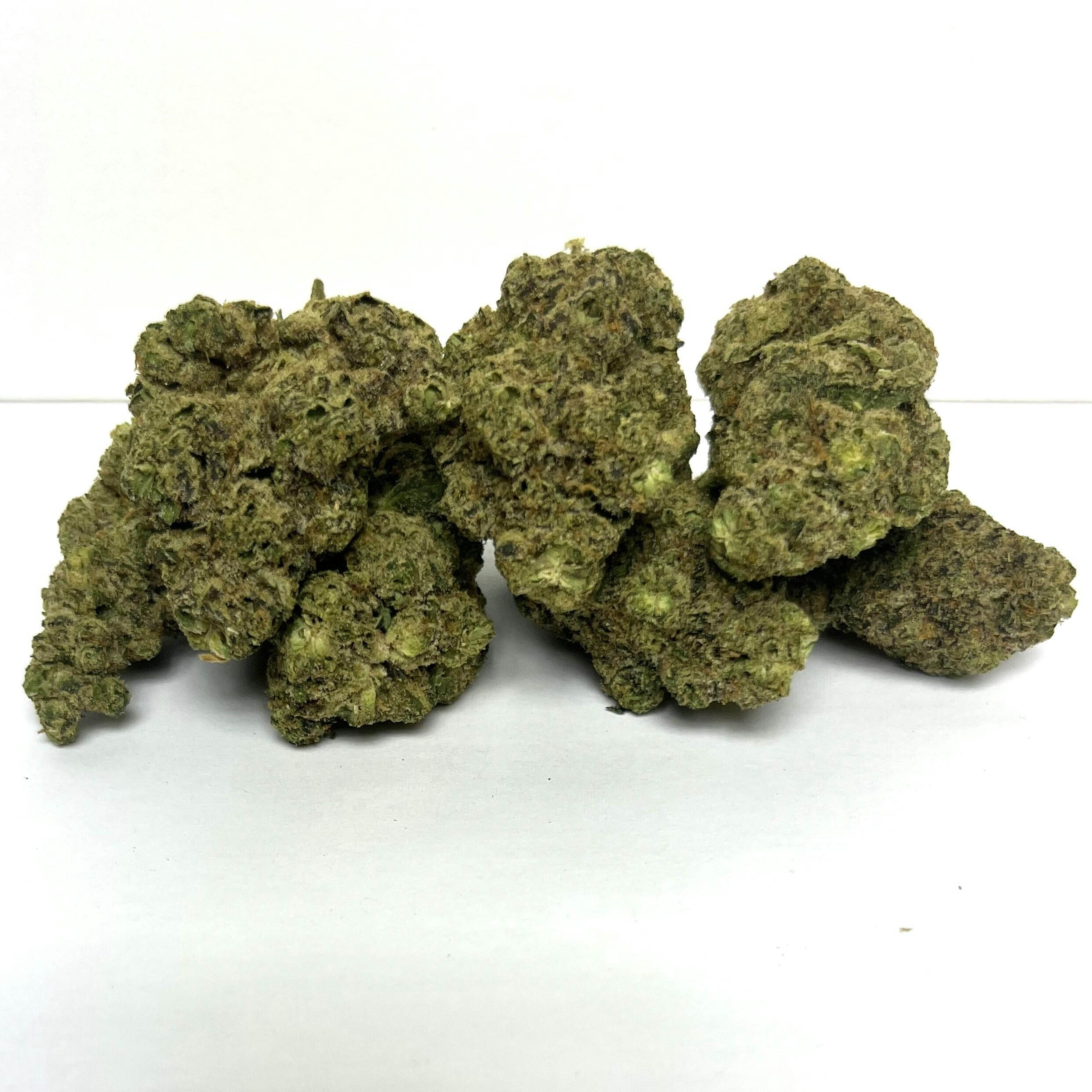 Honey Bud | Premier Shelf Flower | (I) Snowball