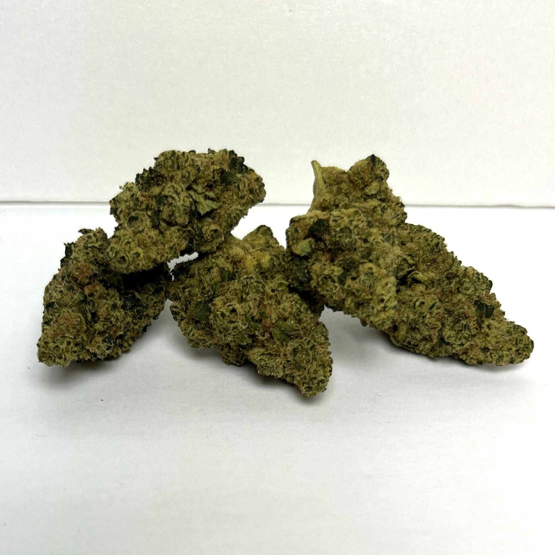 Beyond Broadway | Premier Shelf Flower | (H) Ghost Dawg