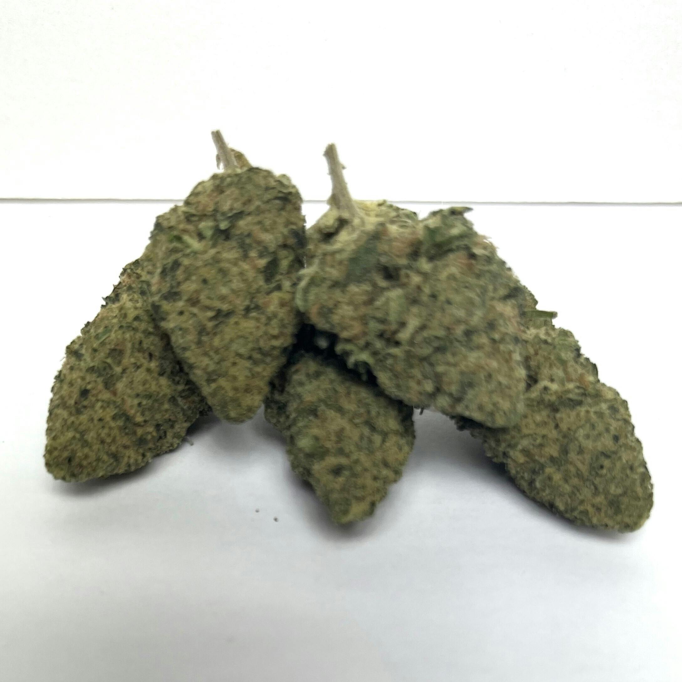 Beyond Broadway | Premier Shelf Flower | (S) Lemon Chem 4