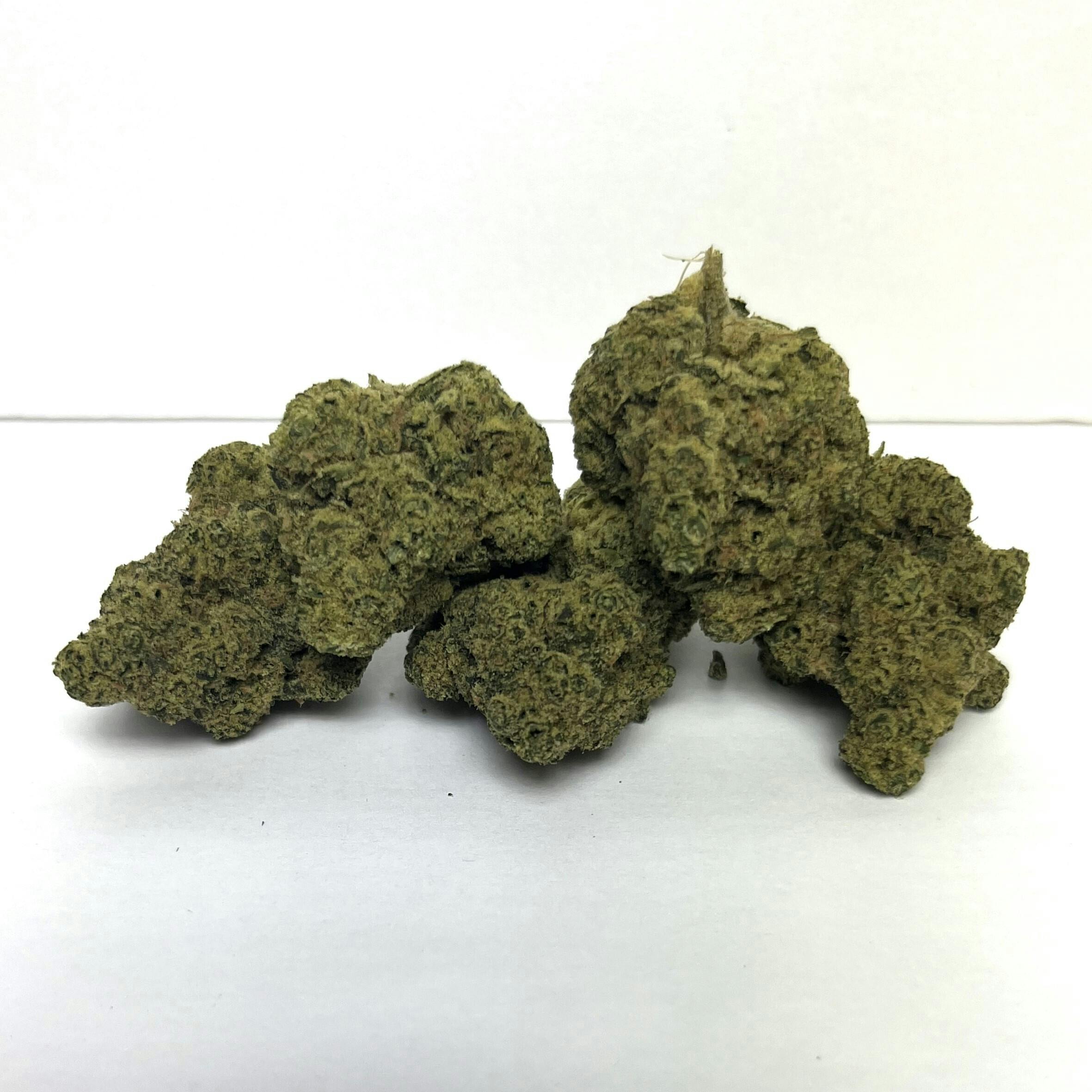 Beyond Broadway | Premier Shelf Flower | (H) Jet Juice #2
