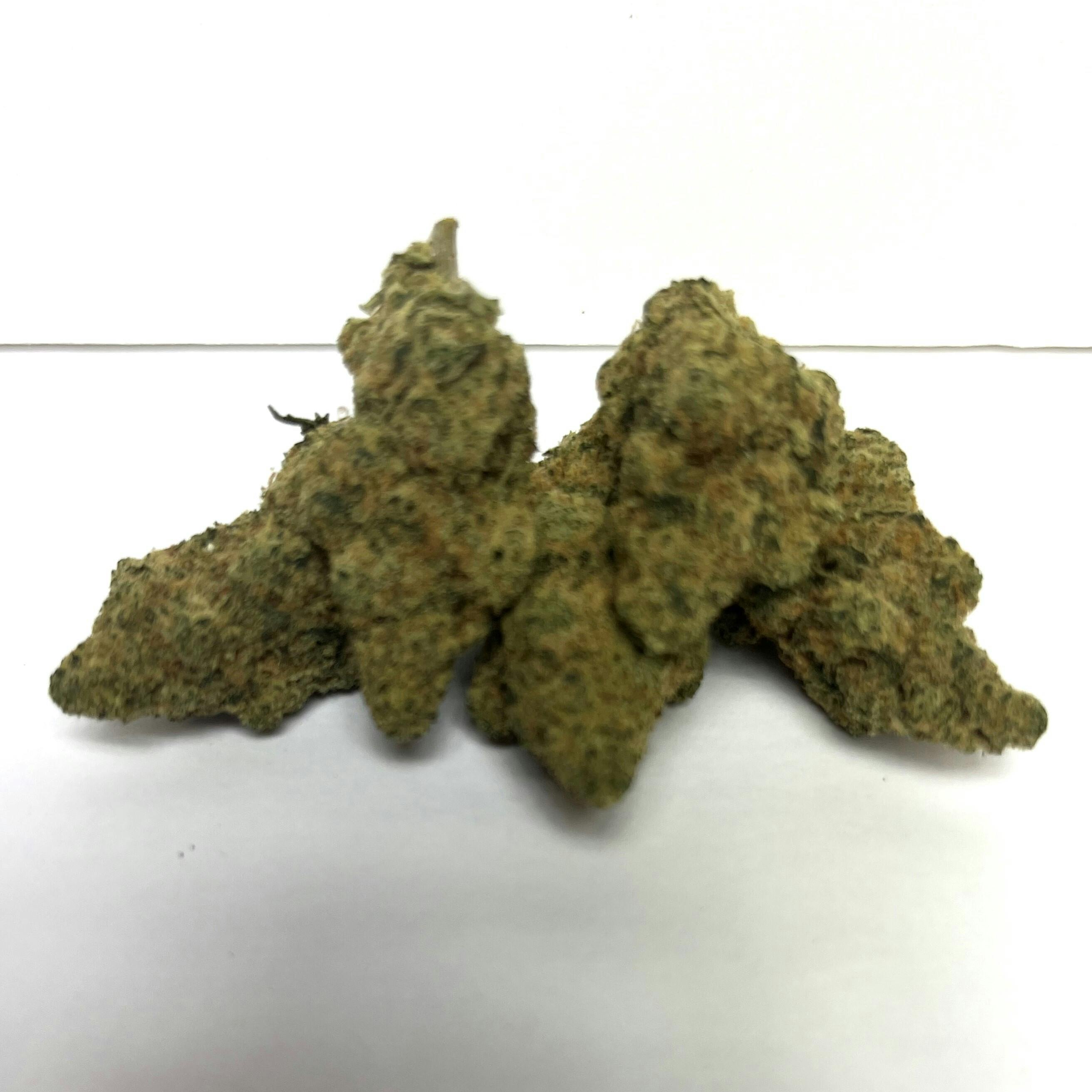 LivWell | Premier Shelf Flower | (I) Glacial Glue