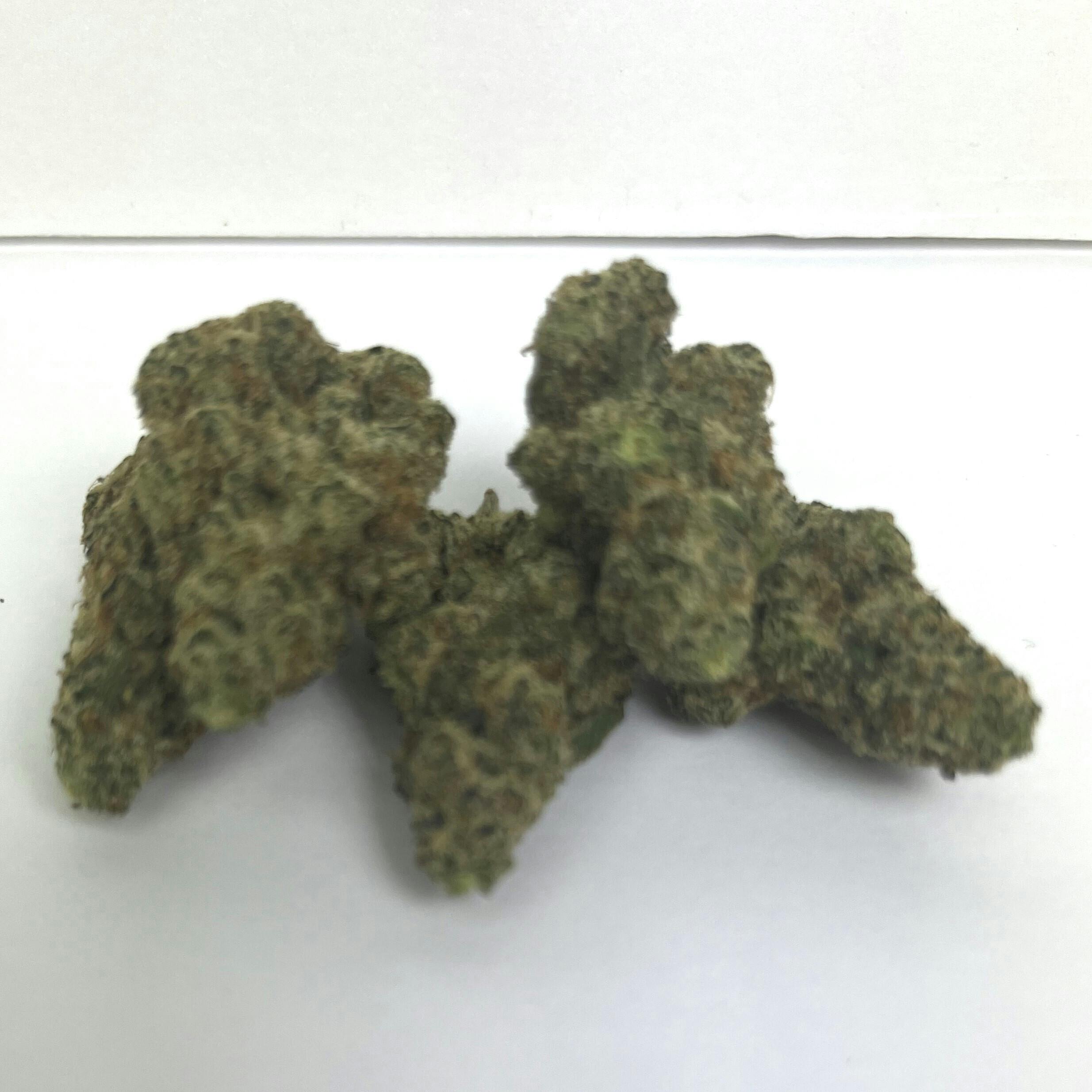 NOBO | Reserve Shelf Flower | (H) Watermelon Wonder