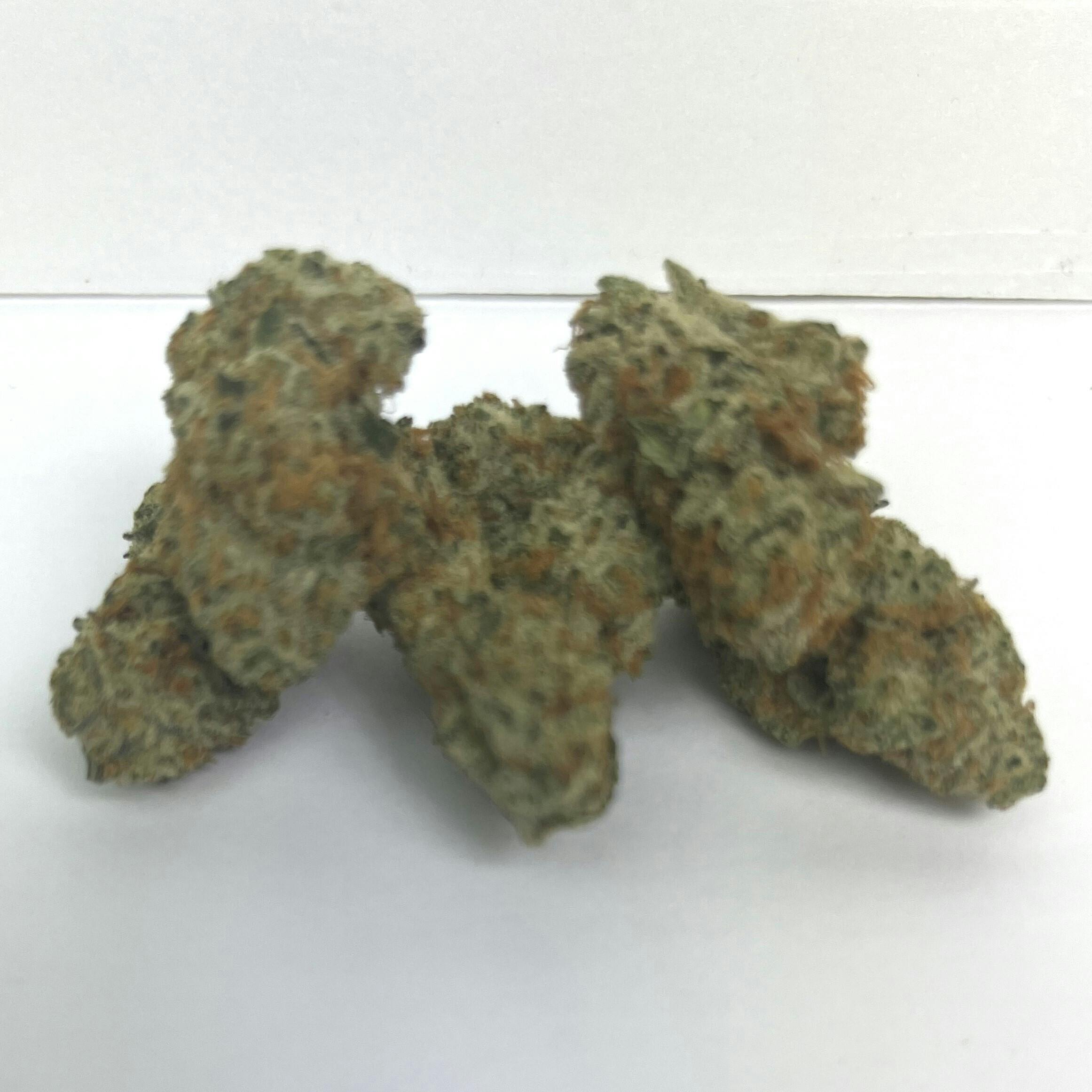 NOBO | Reserve Shelf Flower | (I) Cuban Empanada