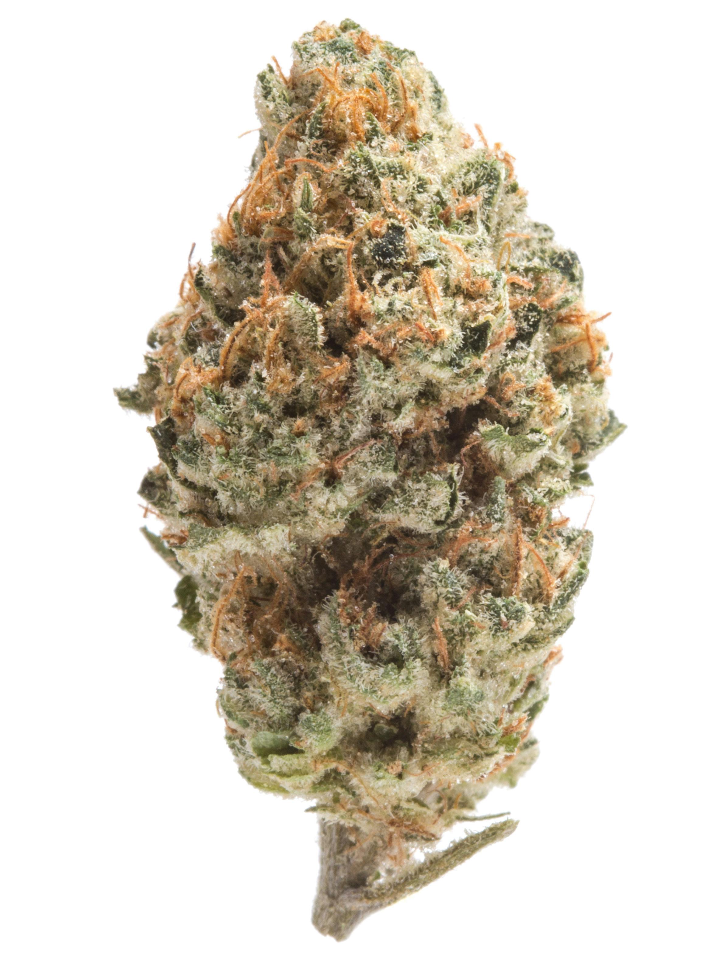 Bruce Banner at King of Releaf