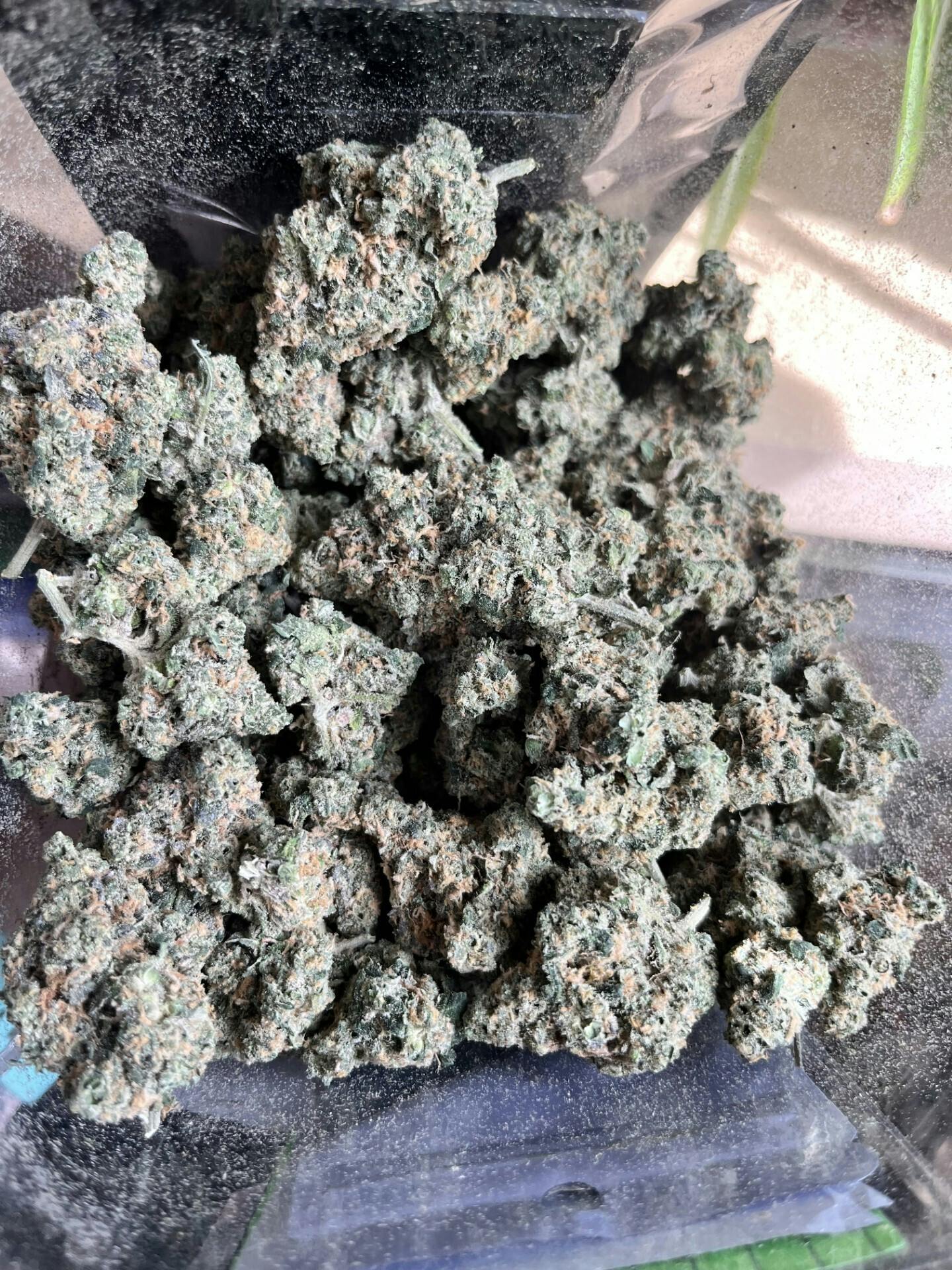 Dakota Gelato - Bulk Flower