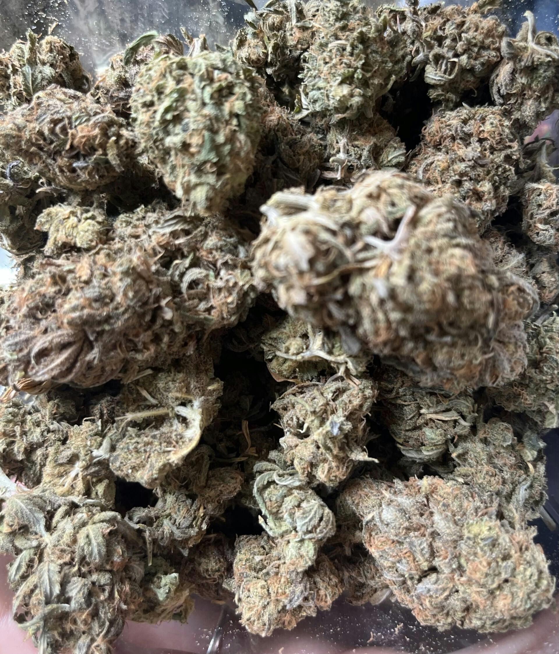 Northern Lights #10 x Amnesia Haze