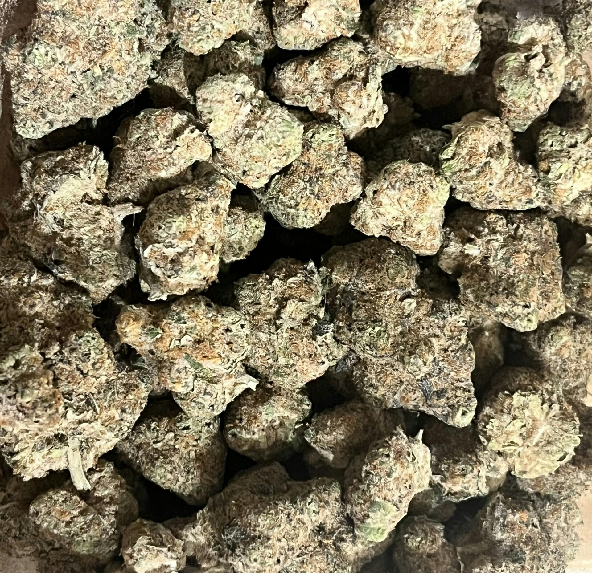 Astronaut Status (25.69%) 030226 at Dakota Kind Dispensary