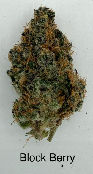 Blockberry | Deli Jar | Hybrid | The Magic Box at Purple Co. MEDICAL