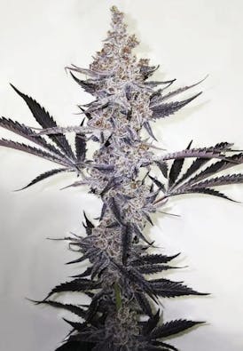5280-FLOWER