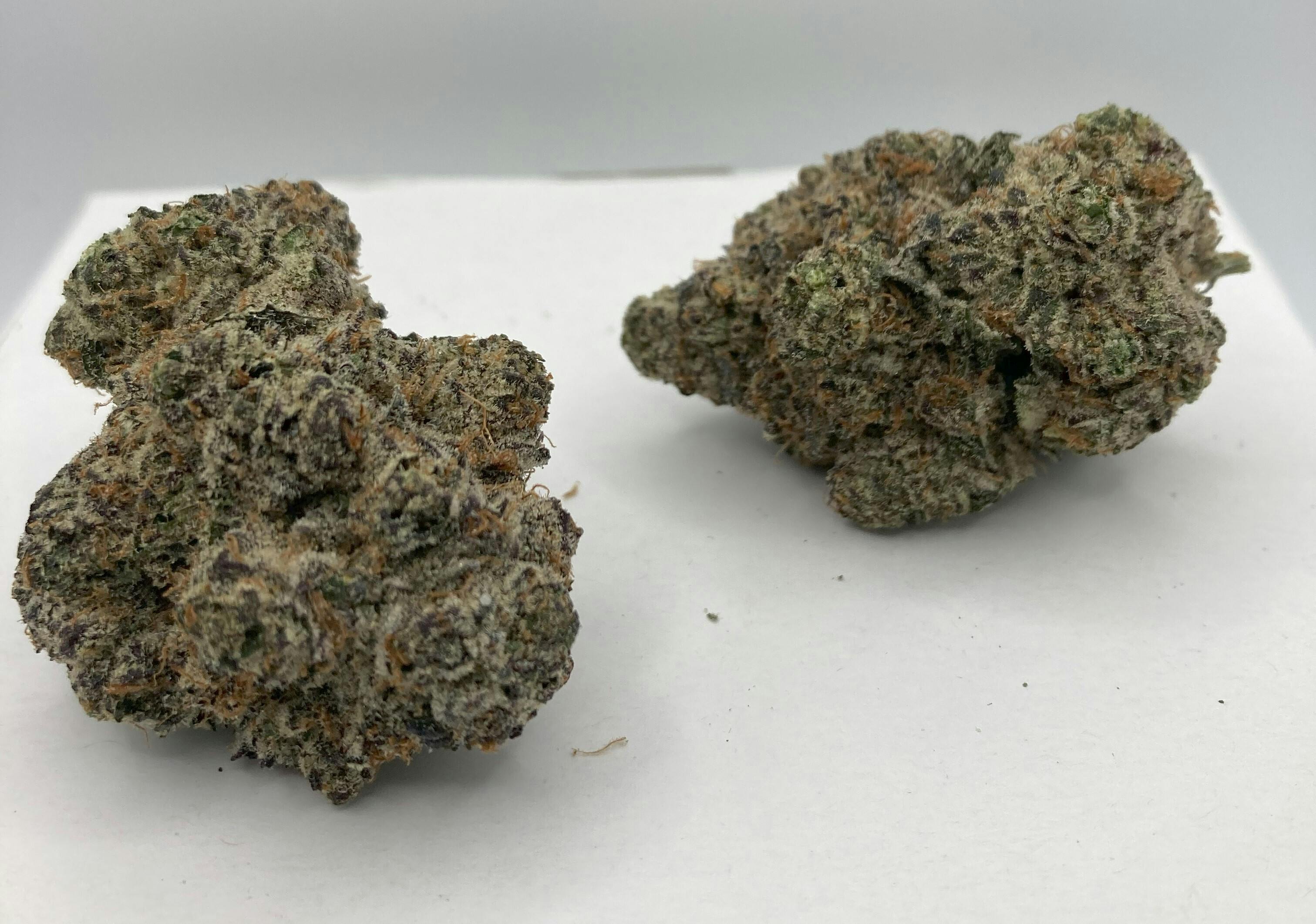 PlantNerd - Maple Nectar Bulk Flower