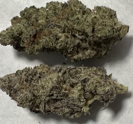 Black Gorilla Flower