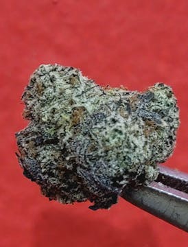 GMO