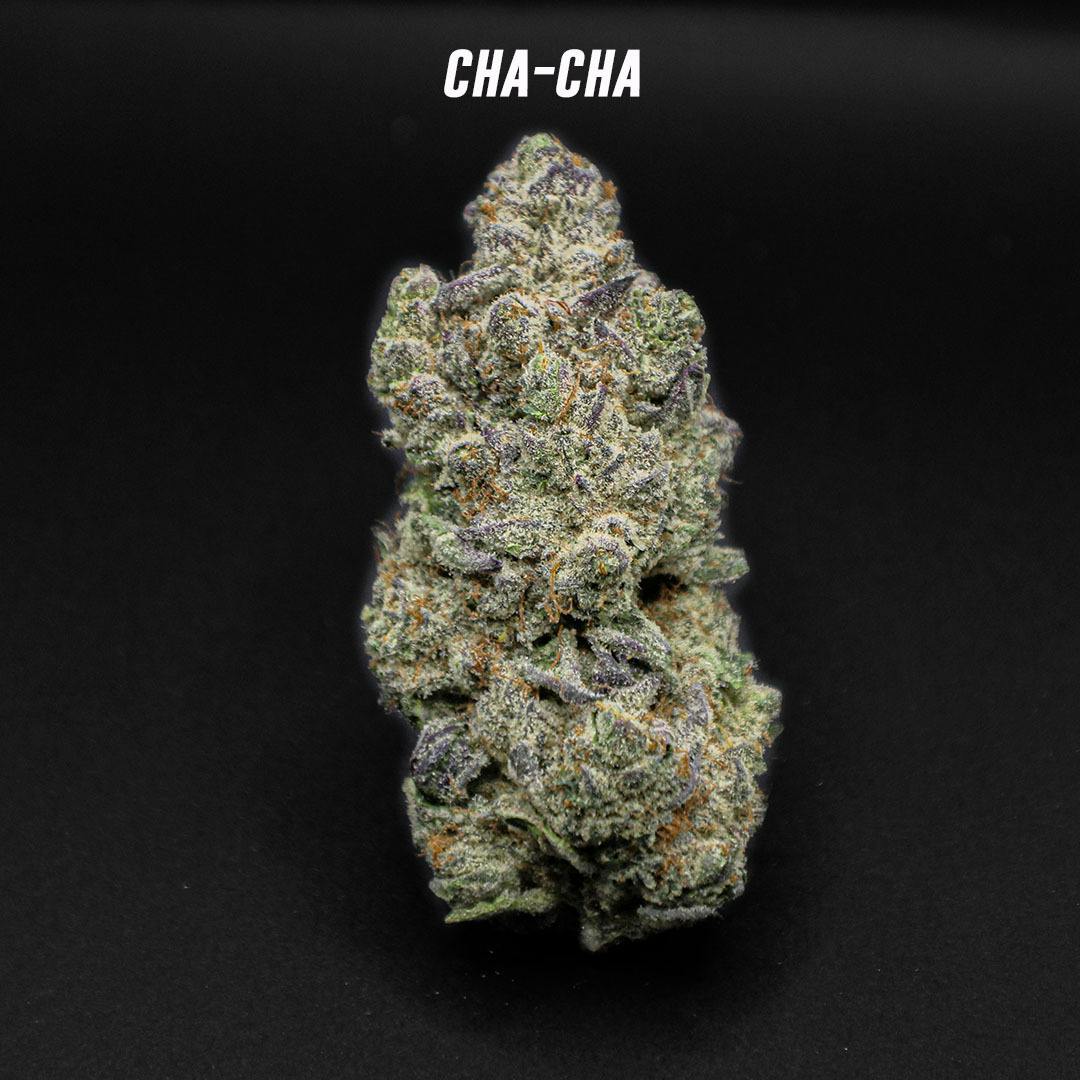 Cha Cha - Bulk