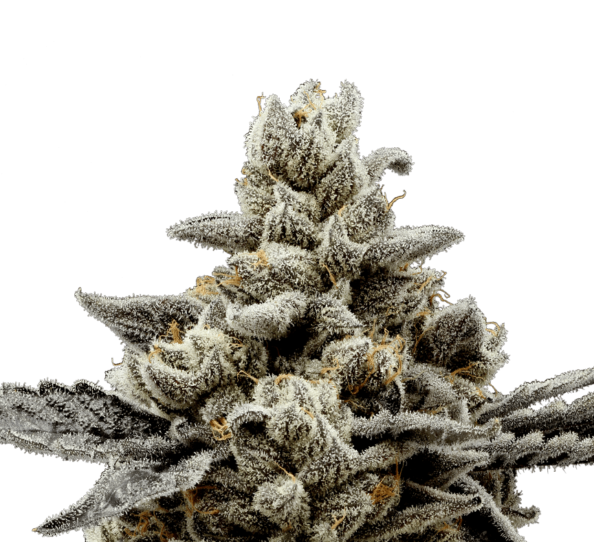710 Labs: Randy Watzon #13 Persy