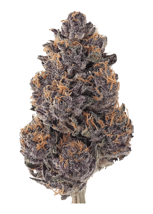 Bodega Elite Big Buds