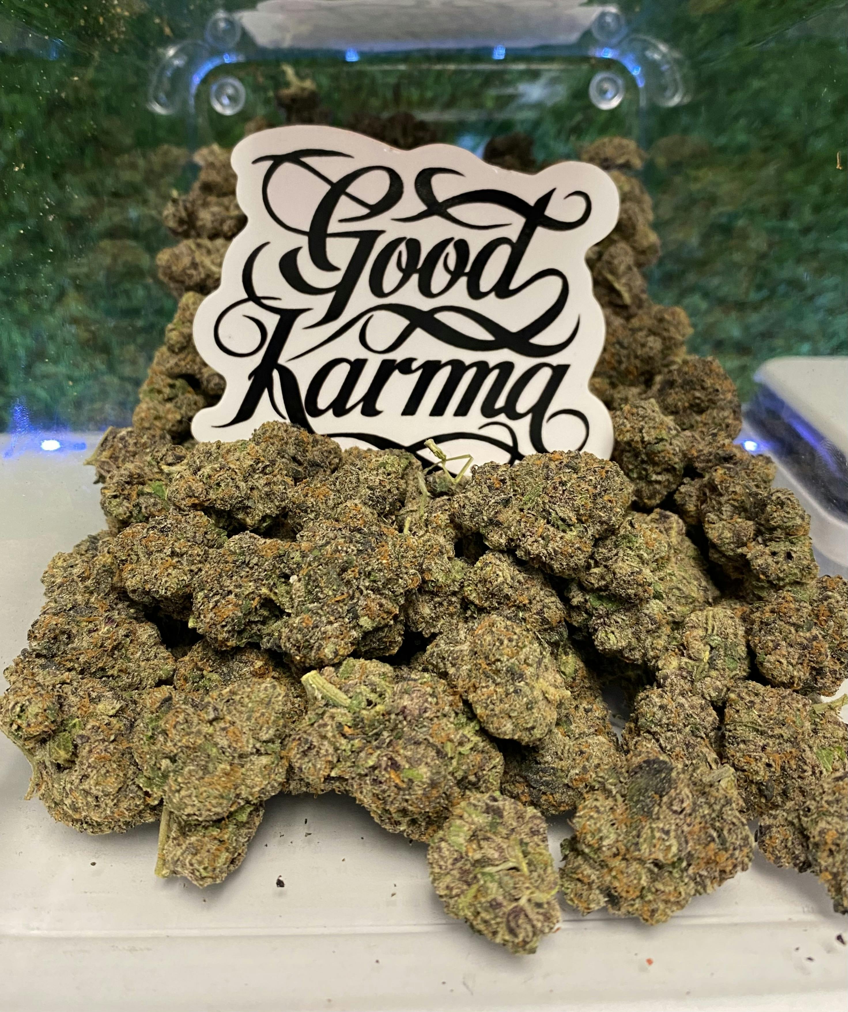 Purple Gelato Flower