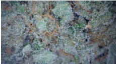 Bahama Berry Dogwalkers 1g - TERPS 1.8%