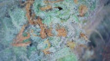 Baby Yoda Dogwalkers 1g - TERPS 1.7%
