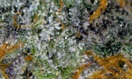 Pre-Roll Banana Cream Cake - TERPS 2.817%
