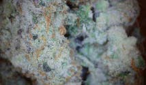 Cap Junky Dogwalkers 1g - TERPS 2.6%