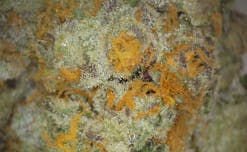 Pre-Roll Gary Payton TERPS - 1.5%