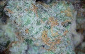Pre-Roll Yuck Mouth - TERPS 2.1%
