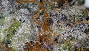 Hippie Crasher Flower - TERPS 2.061%
