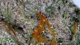 Pre-Roll Purple Octane Jealousy - TERPS 2.2%