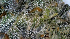 Purple Octane Jealousy Flower - TERPS 3.25%