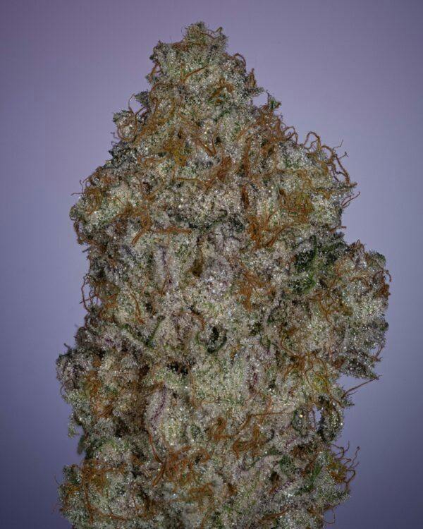 Thicc Yallternative