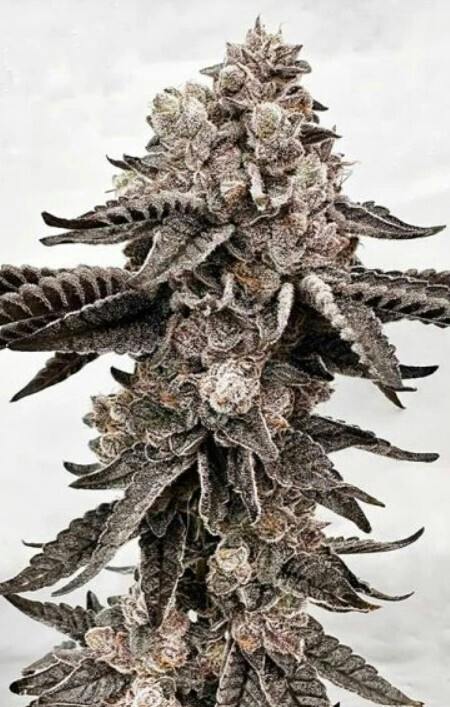 Keen Cannabis | Dripadellic | 3.5G
