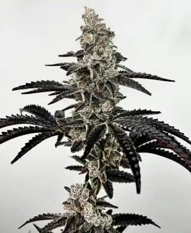 Keen Cannabis | Shagzilla | 7G Blunt Bag