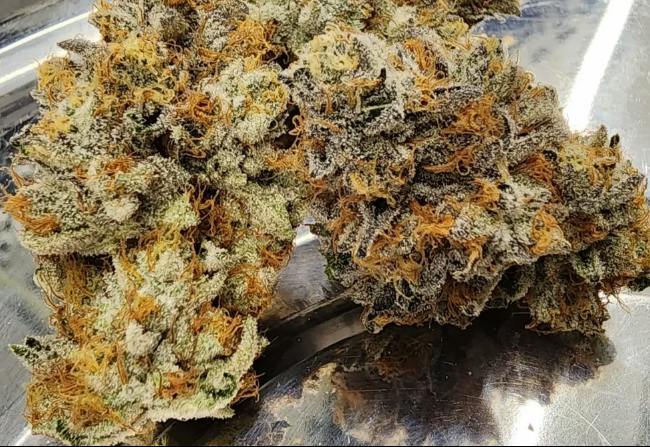 Green Culture Premium Fower - Molotov Cocktail - 28G cannabis product