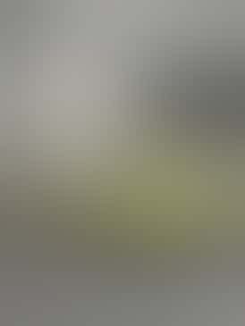 *$30 Flower Strain* GG4, 26.16% THC - BOLD