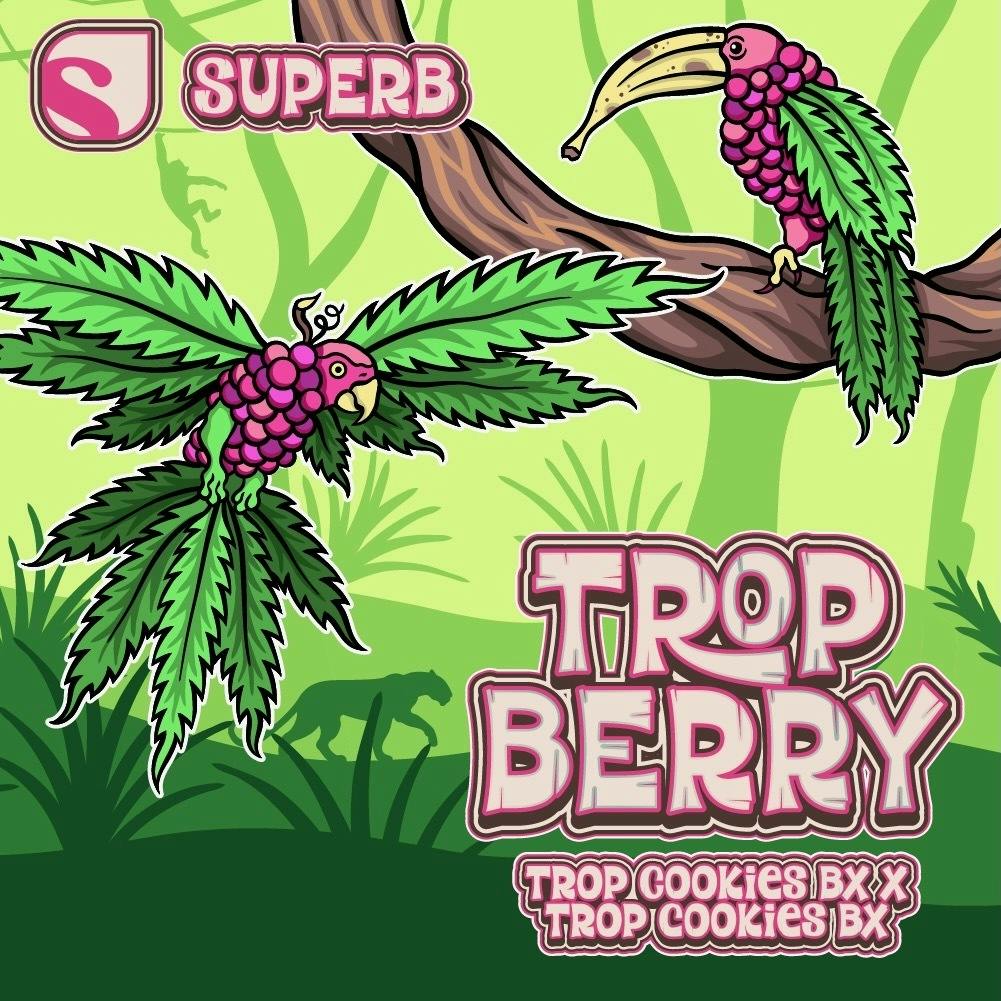 SUPERB CANNABIS | TROP BERRY | BULK FLOWER