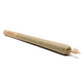 Chaaya | Pre Roll | Animal Mints