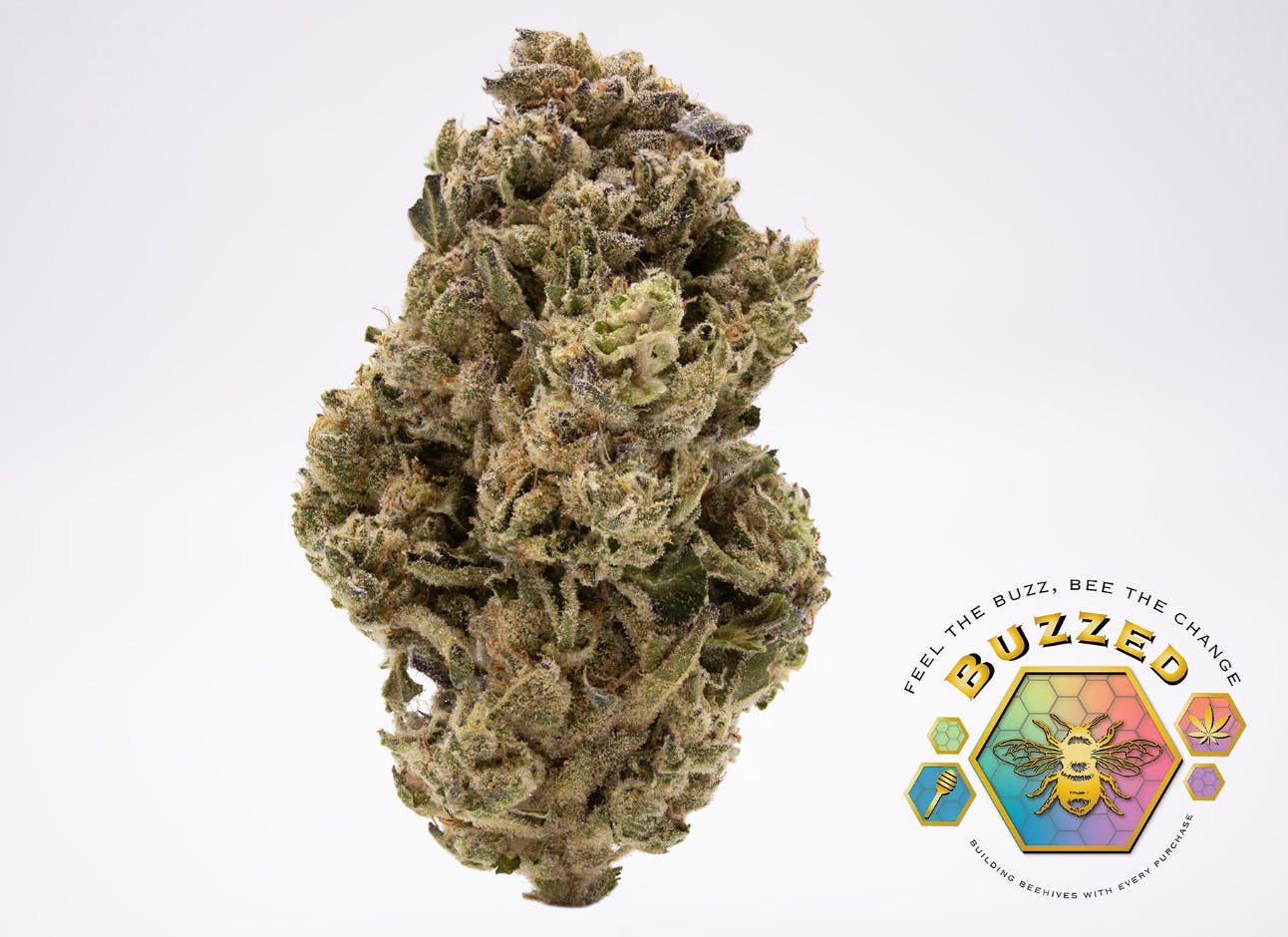 BUZZED — Governmint Oasis