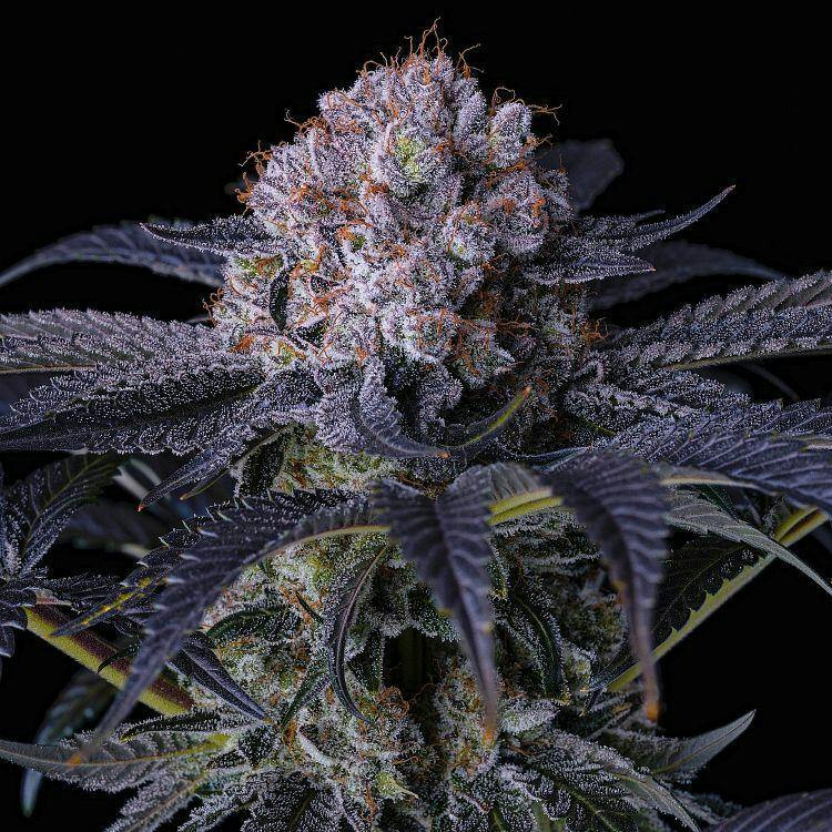 GRAPE BALLS OF FIRE