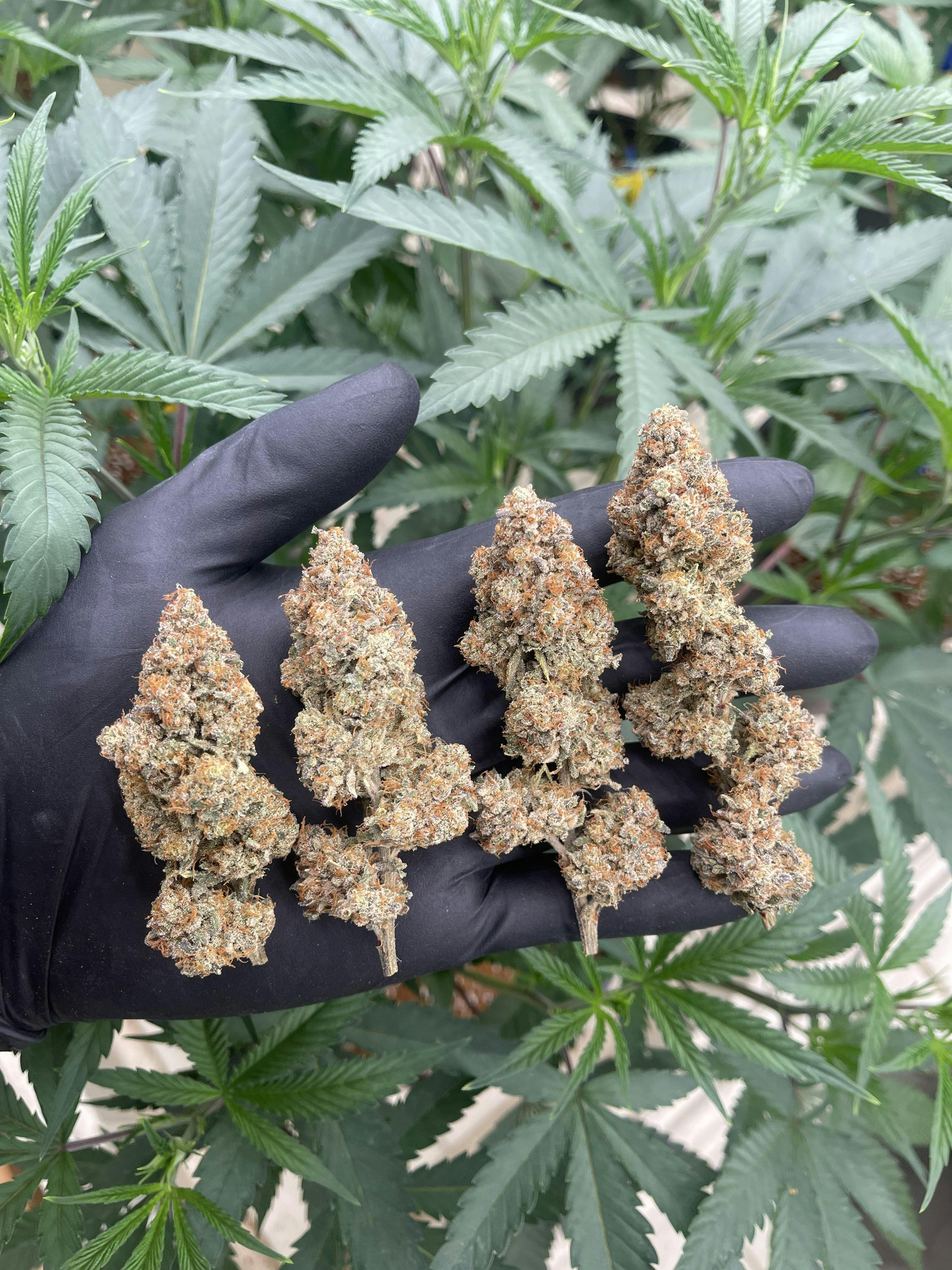 Coco Chanel | Big Buds | 1g