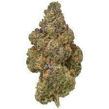 BUD - Black Maple (BLM)