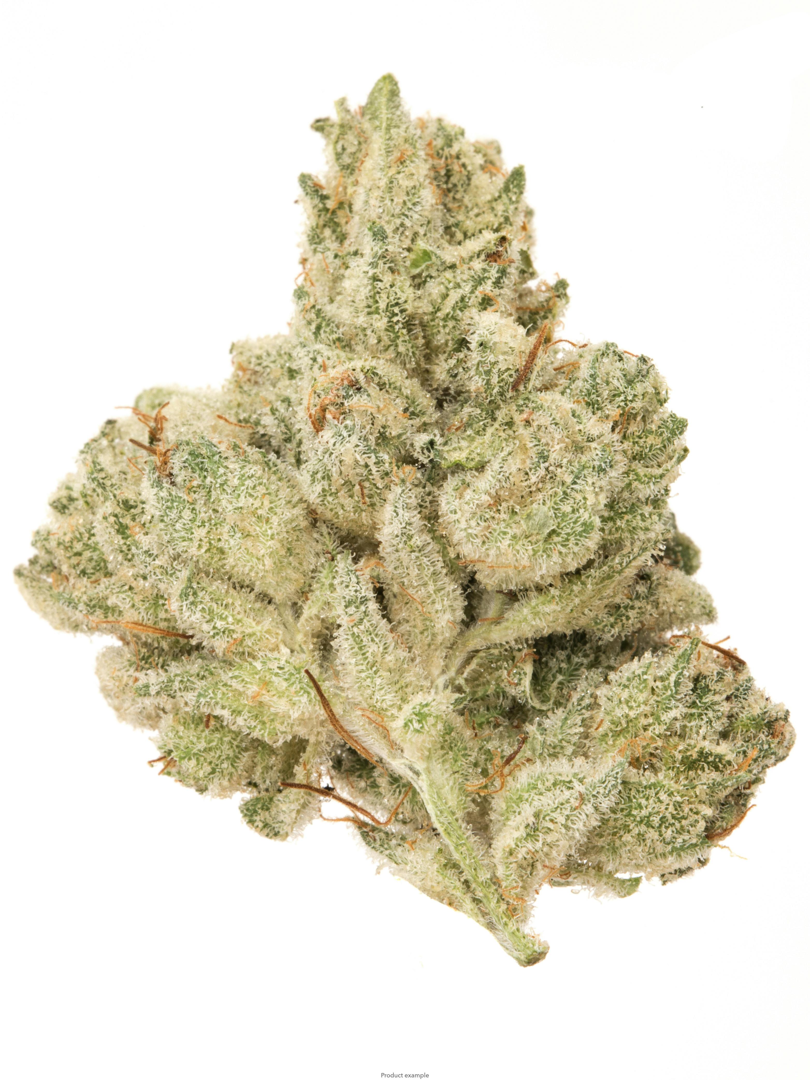 Bear Mints