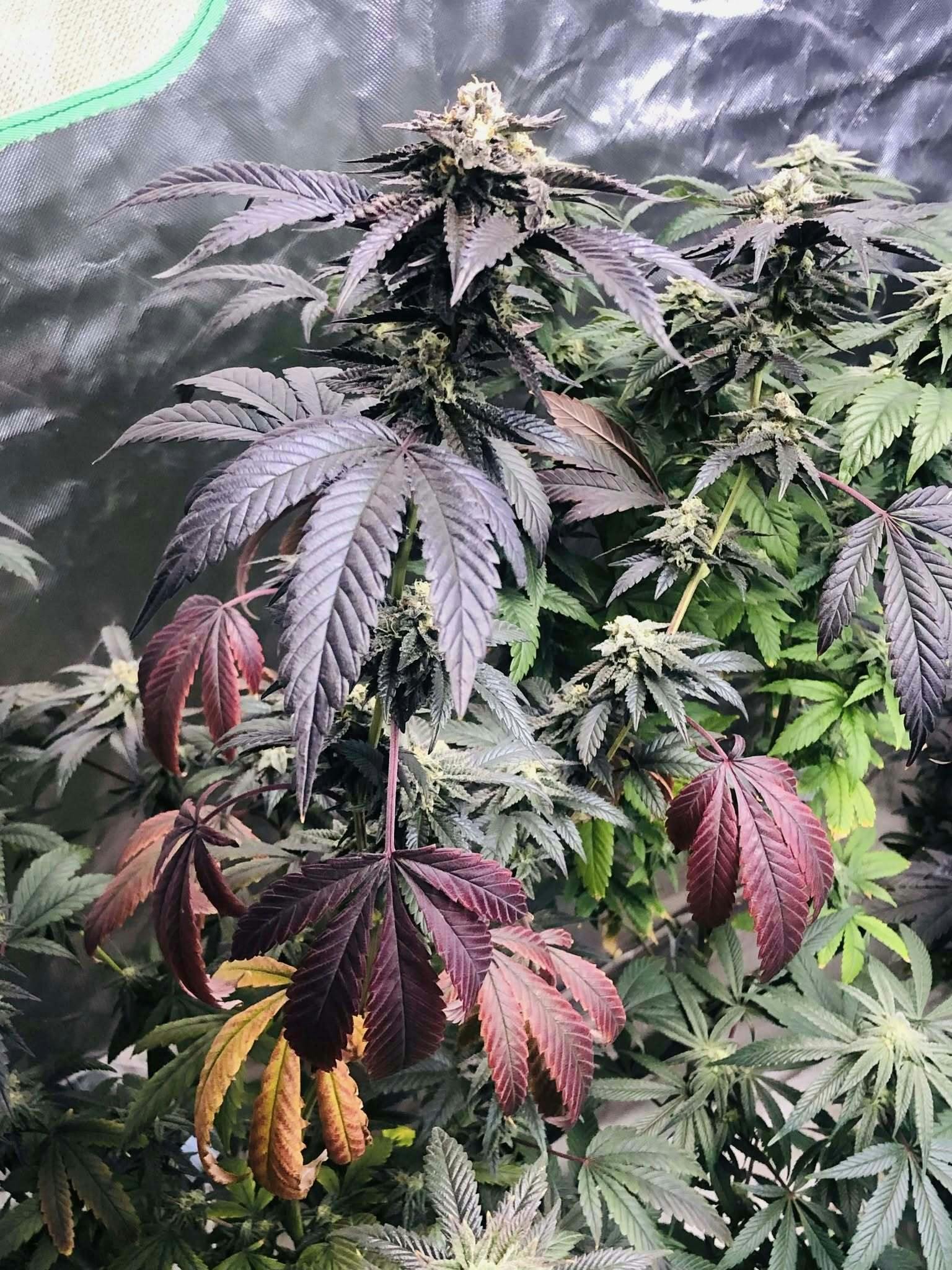 GORILLA X