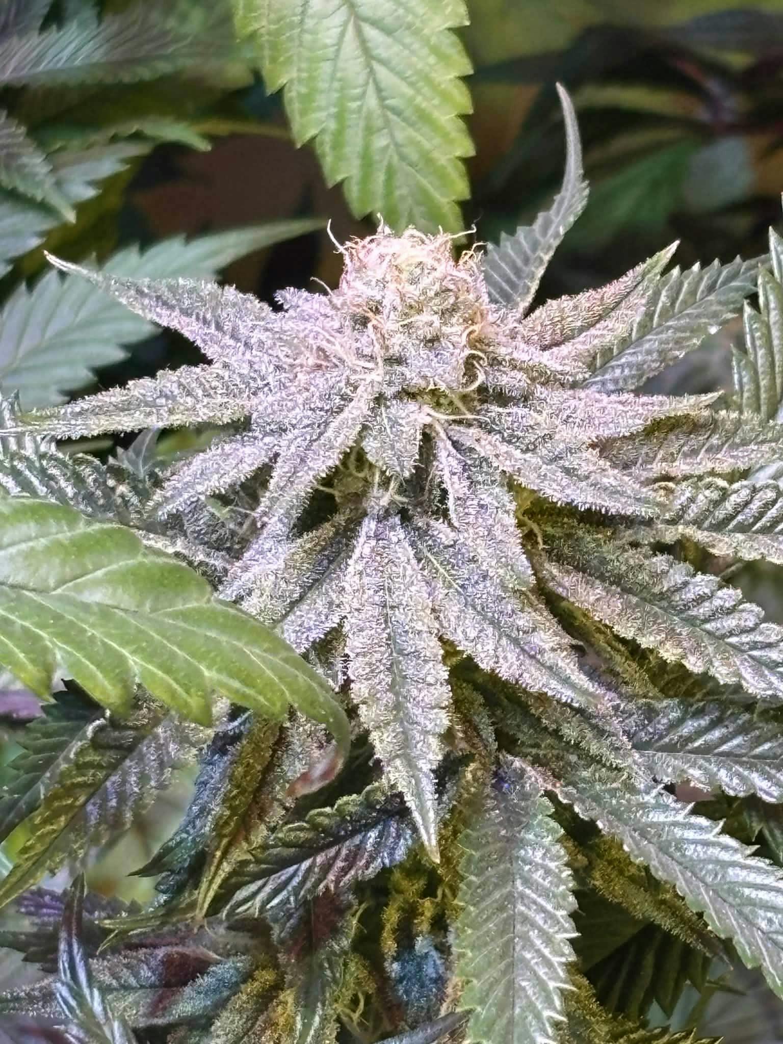 CREAMERA CLONE