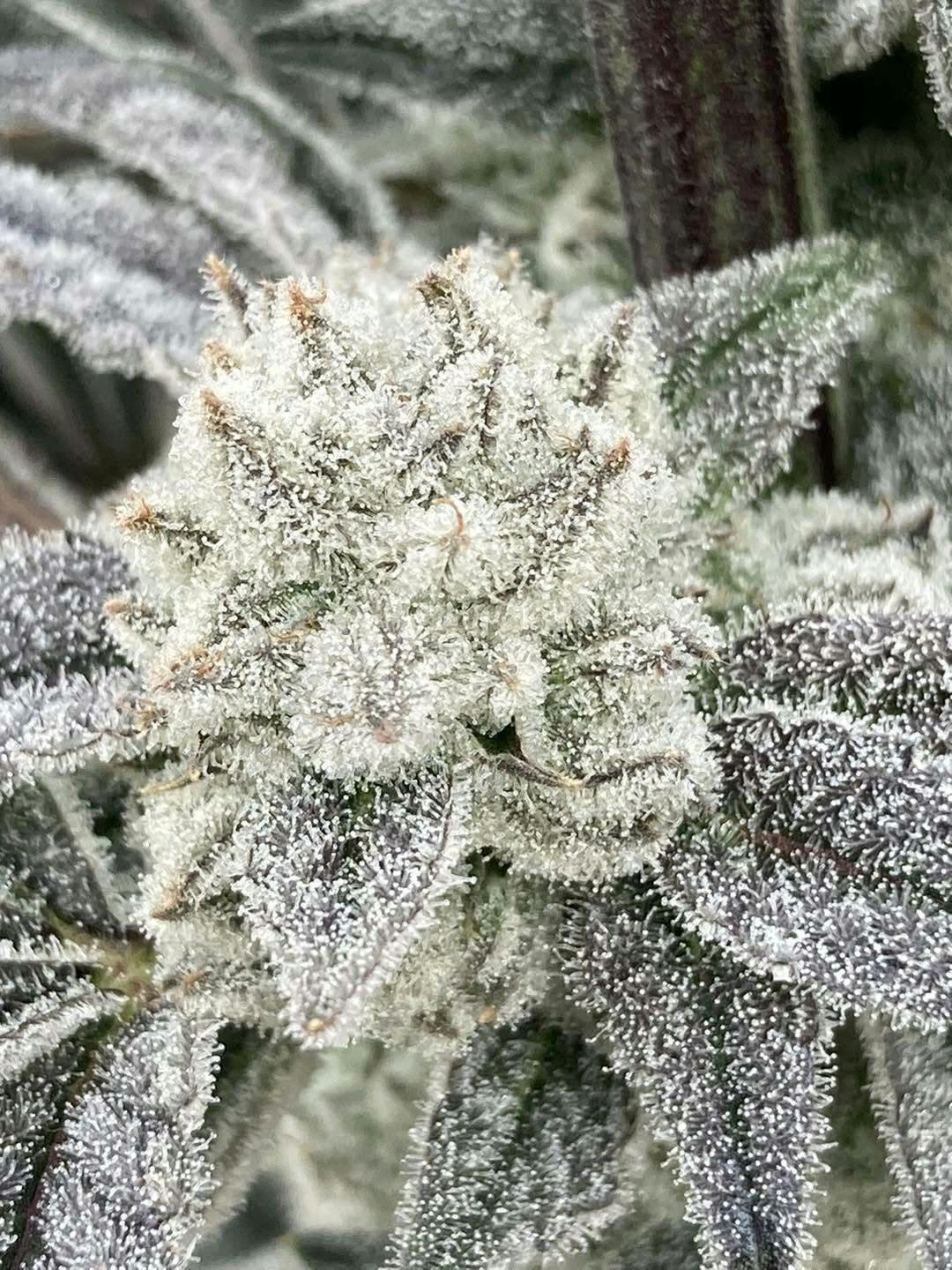 MANDARIN COOKIE V2