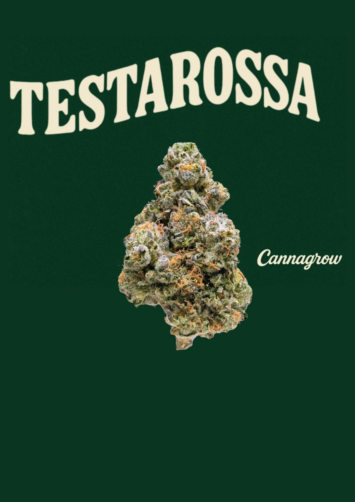 Grow Testarossa Buds