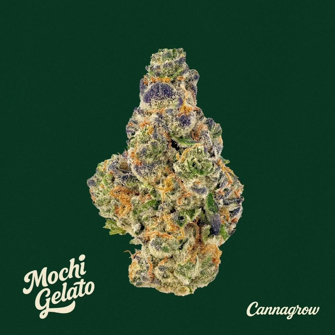Grow Mochi Gelato Buds