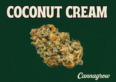 Grow Coconut Cream Buds